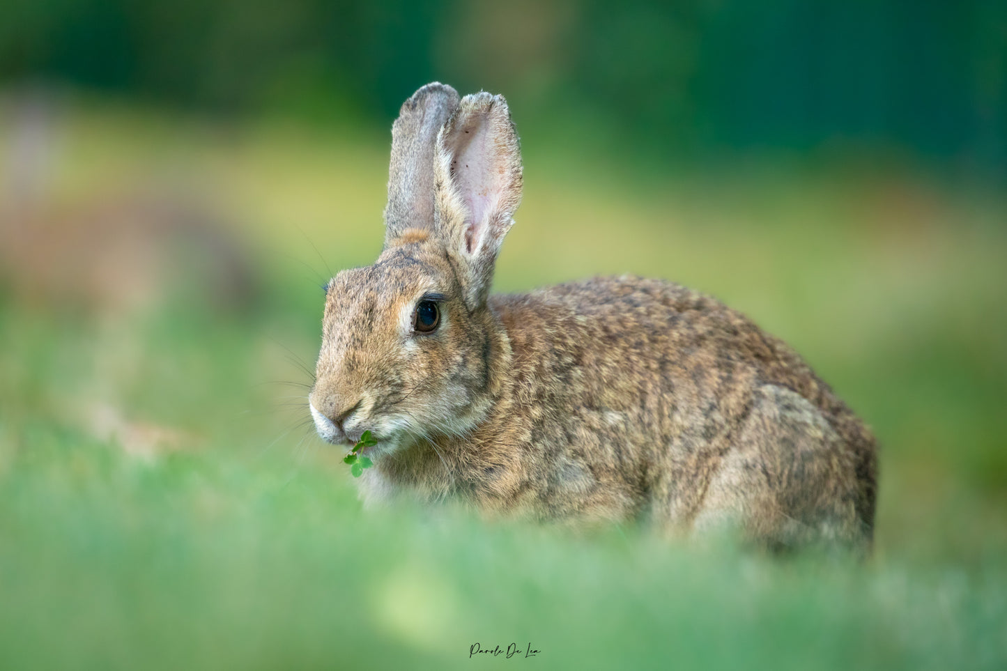 Lapins : choisissez votre photo ! 10 % reversés aux P'tits poilus d'la grotte