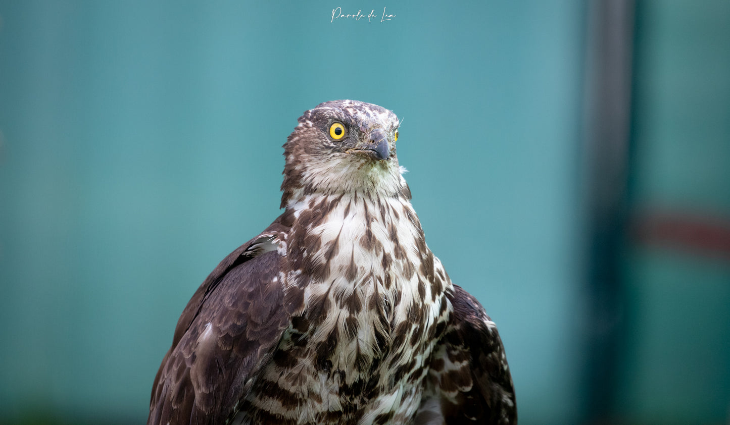 Rapaces portraits : photos au choix - 10 % reversés pour aider la faune sauvage