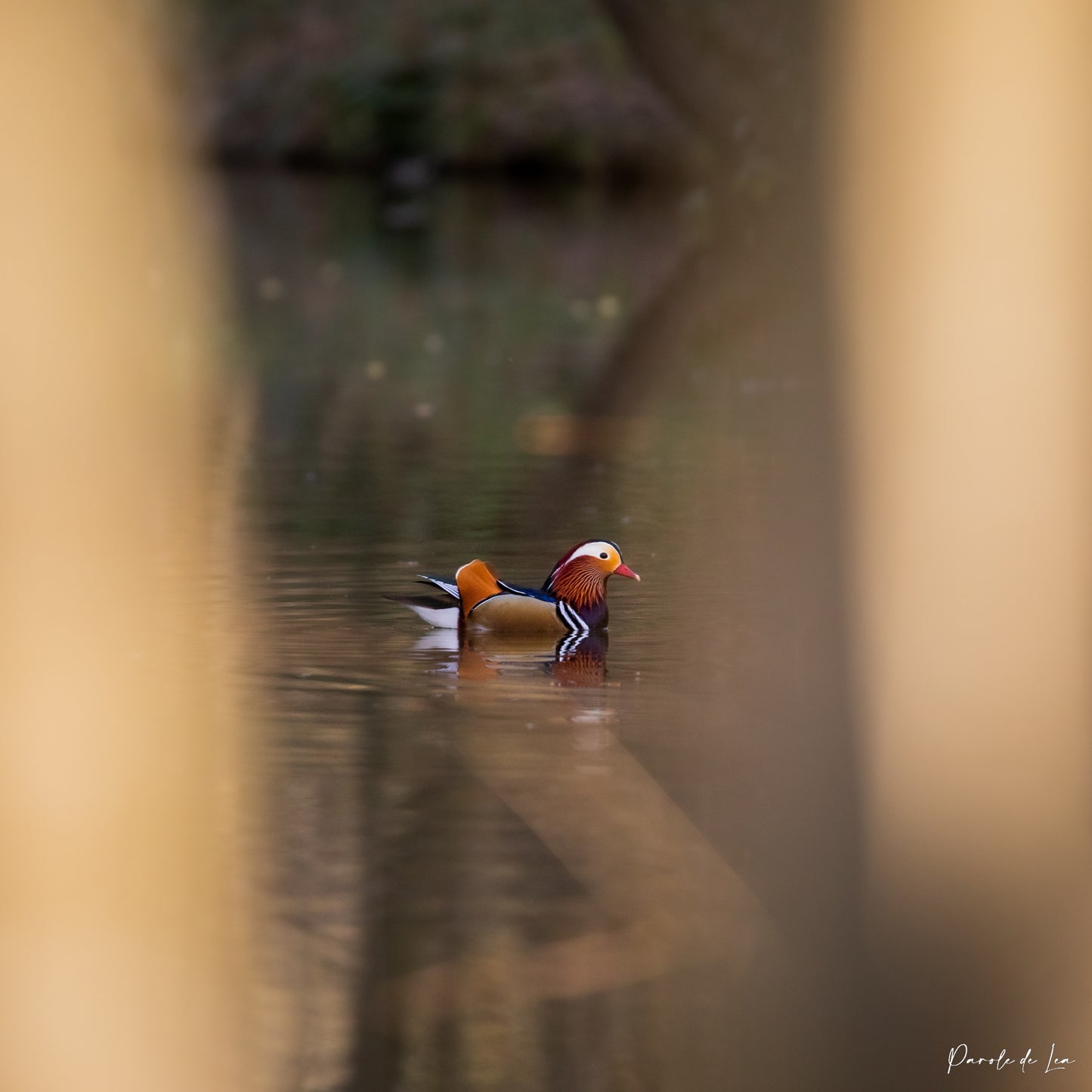 Canards Mandarins : Photos au choix