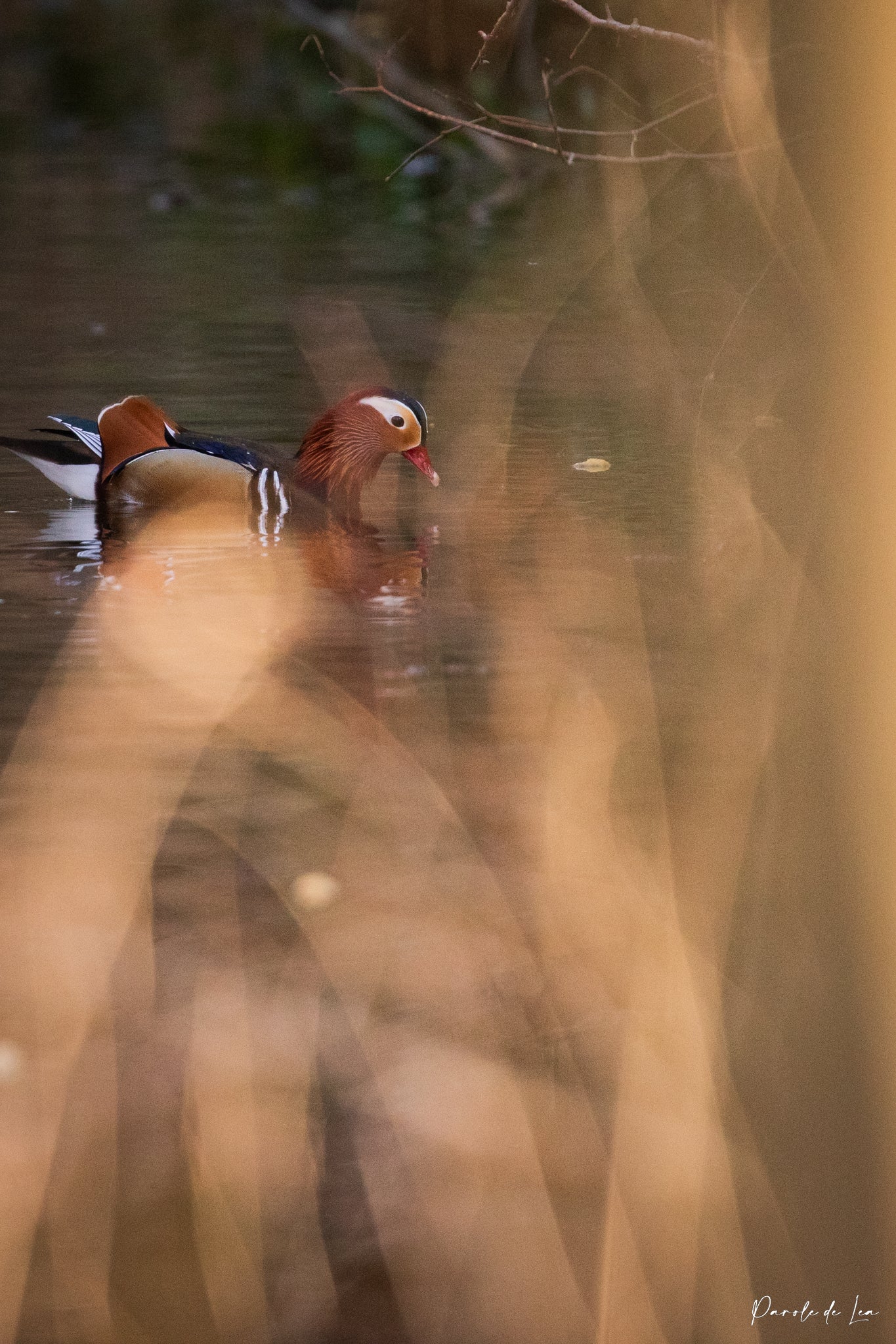 Canards Mandarins : Photos au choix