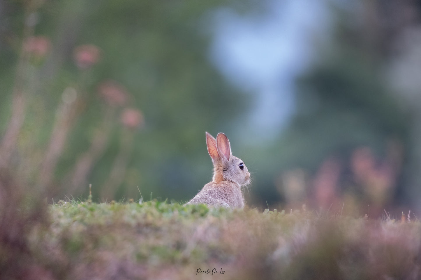 Lapins : choisissez votre photo ! 10 % reversés aux P'tits poilus d'la grotte