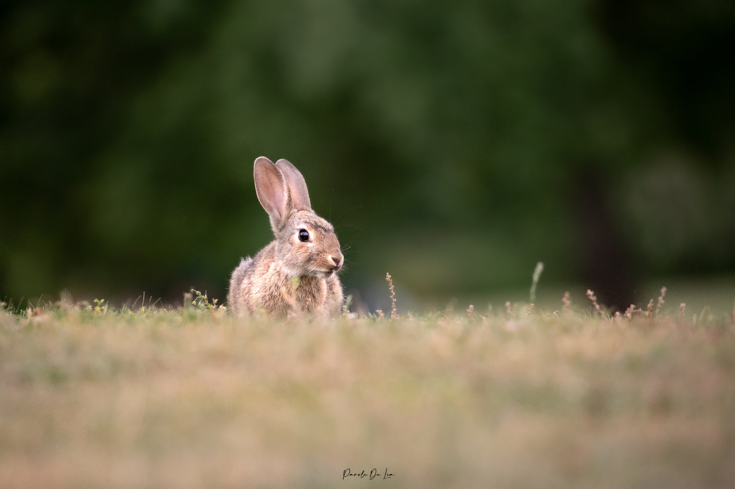Lapins : choisissez votre photo ! 10 % reversés aux P'tits poilus d'la grotte