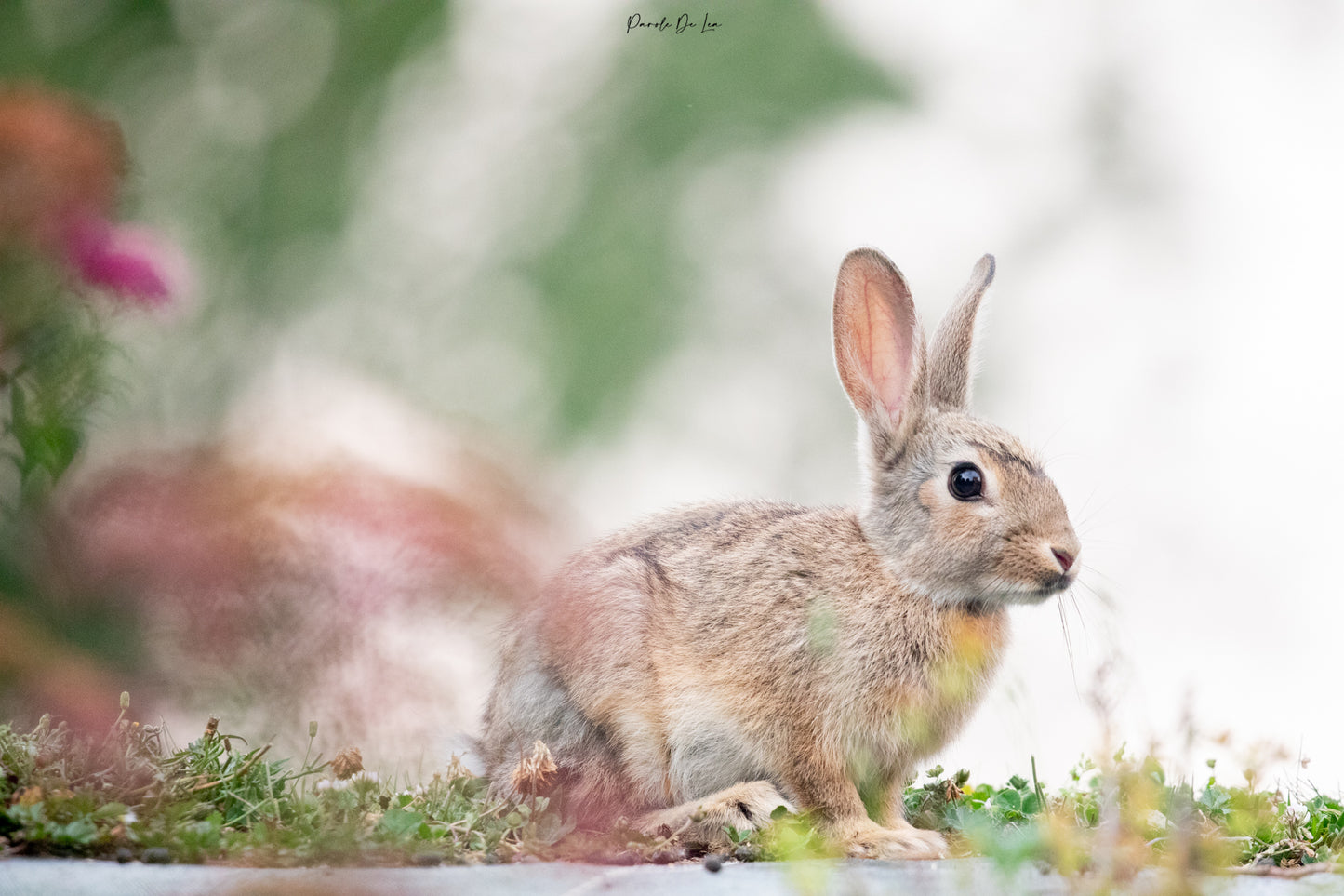 Lapins : choisissez votre photo ! 10 % reversés aux P'tits poilus d'la grotte