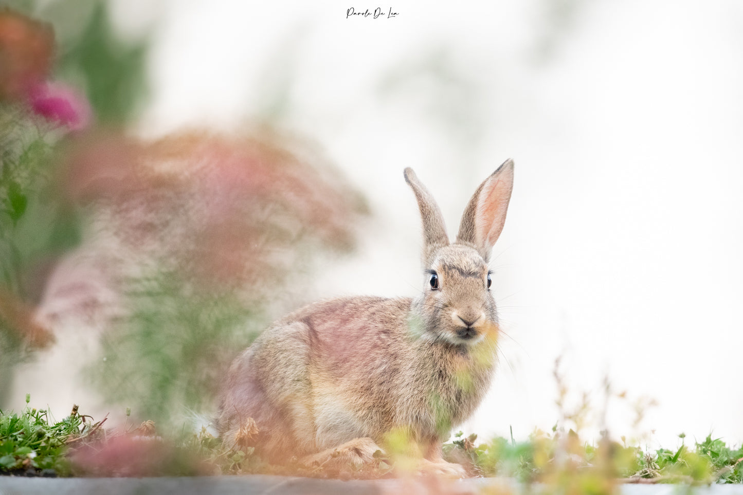 Lapins : choisissez votre photo ! 10 % reversés aux P'tits poilus d'la grotte