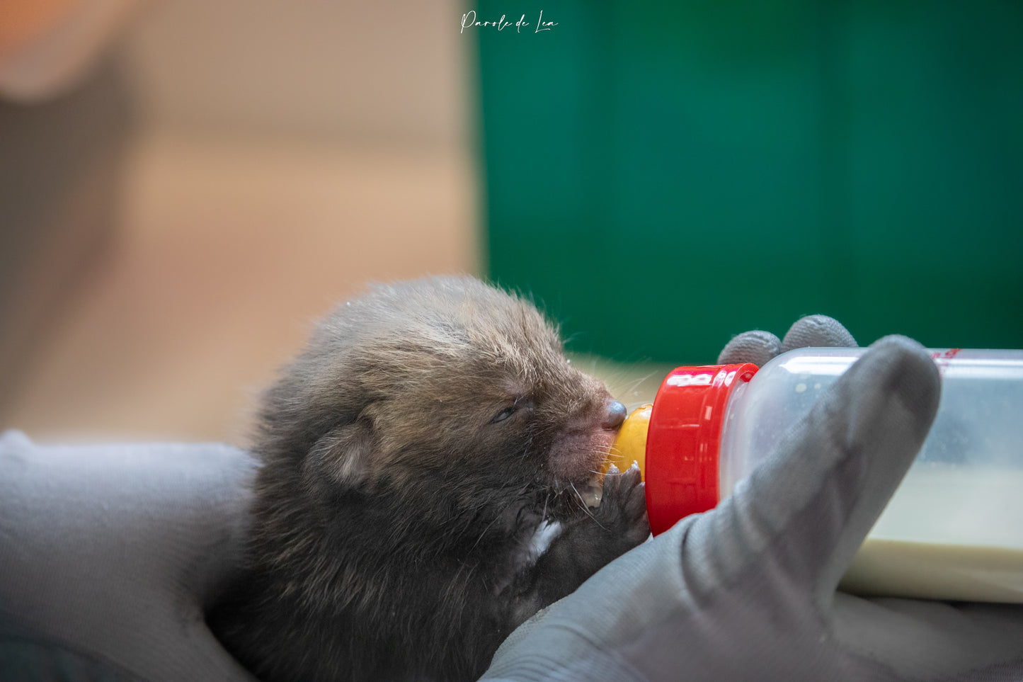 Bébé renard : photos au choix - 10 % reversés pour aider la faune sauvage
