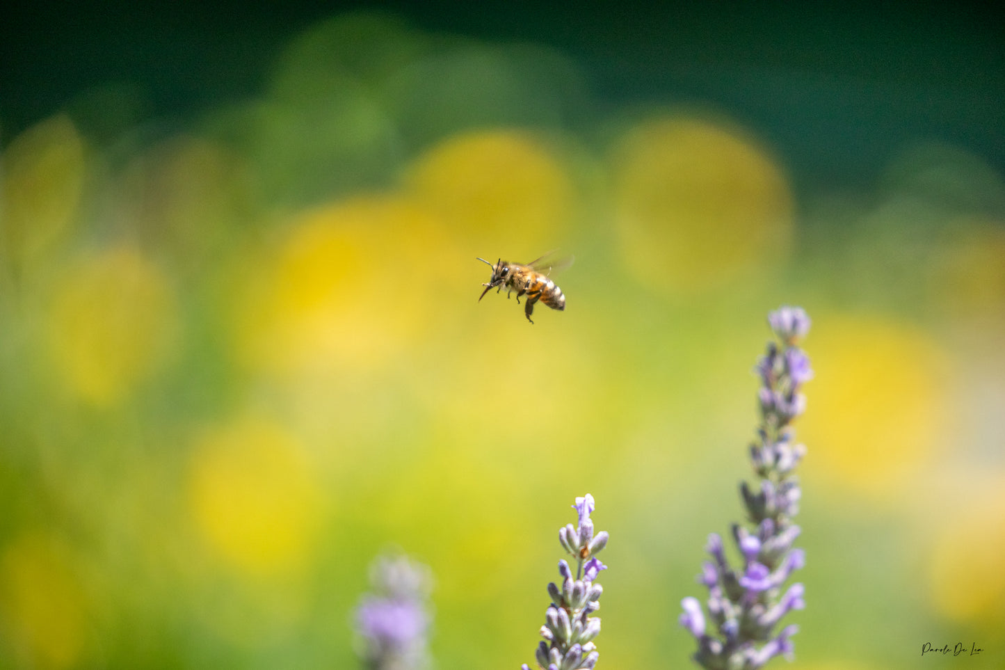 Abeille en vol