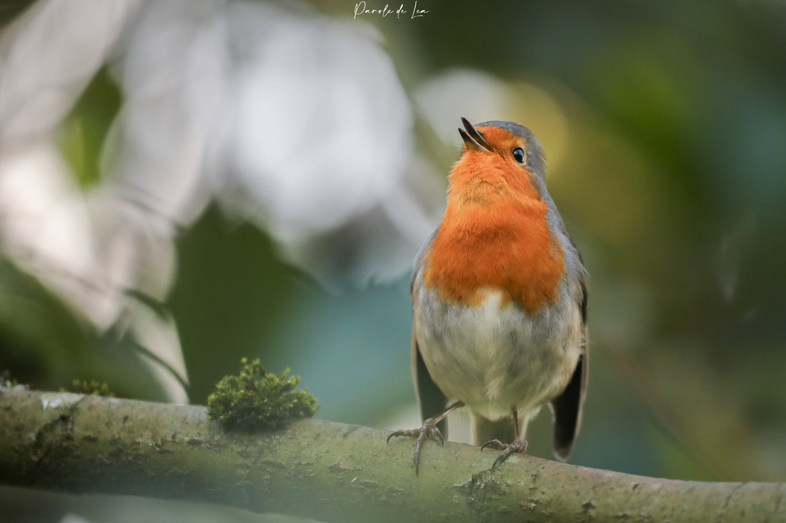 5 raisons pour lesquelles nourrir les oiseaux des jardins peut s'avérer dangereux