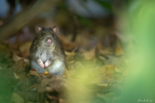 Rats bruns : 17 arguments pour leur rendre justice