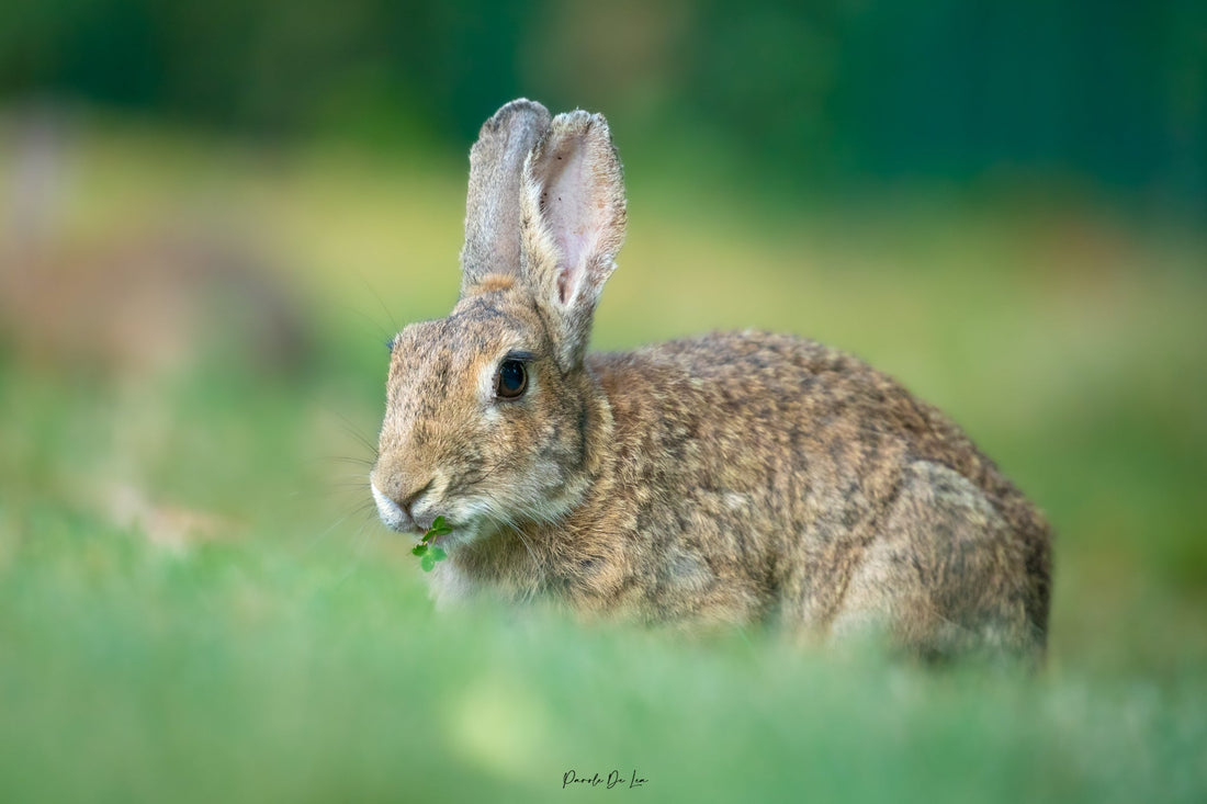 Changement d'heure : danger pour la faune