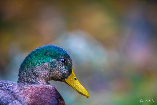 8 raisons de ne pas nourrir les oiseaux d'eau