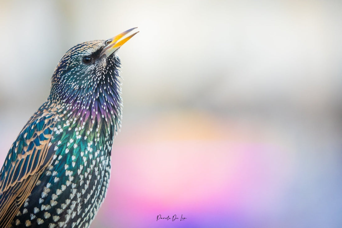 Impact des feux d'artifice sur la faune sauvage