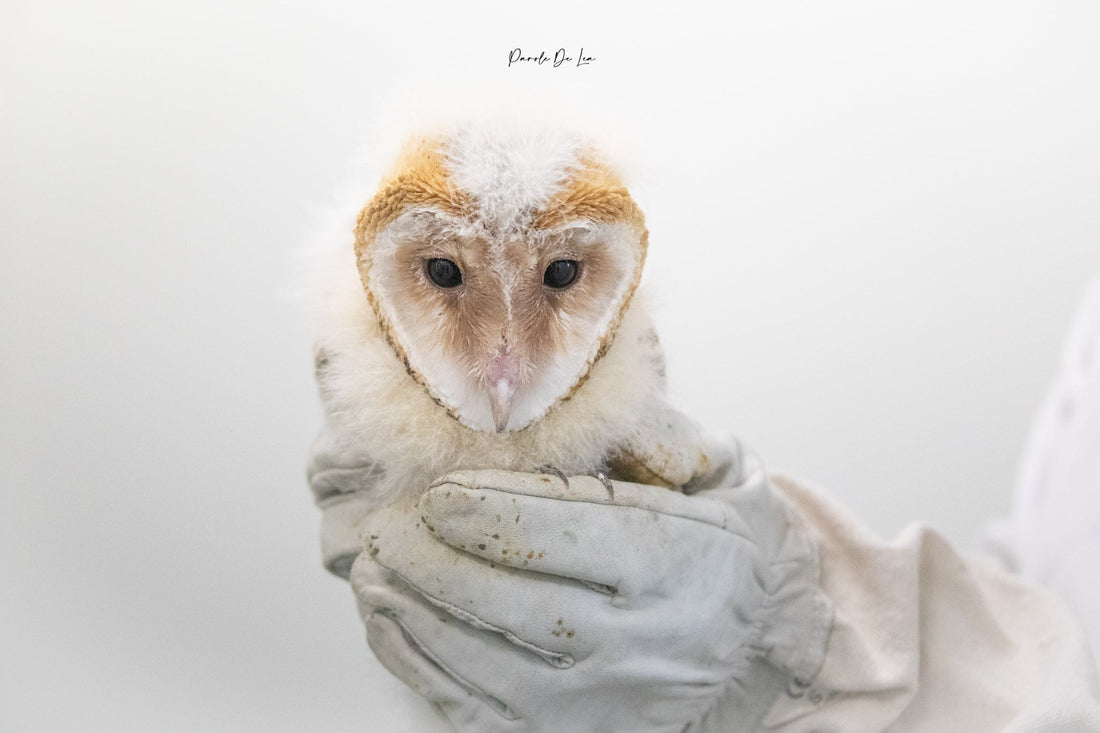 Trousse de secours pour faune sauvage en détresse