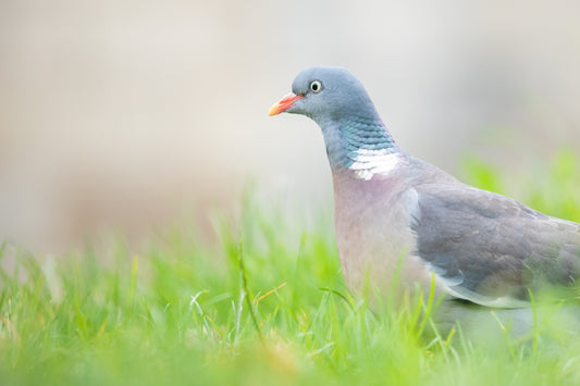 Comment être plus juste avec les autres animaux ?