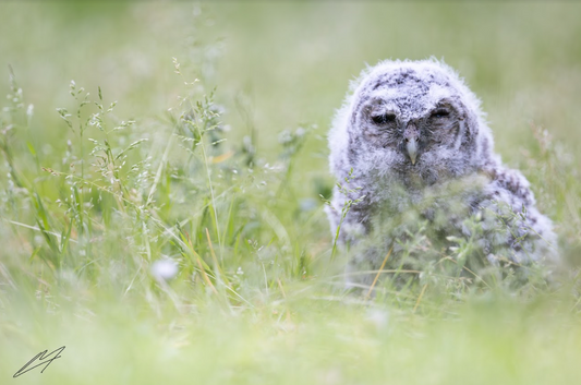 Jeune rapace nocturne au sol : que faire ?