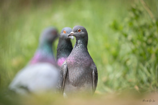 Pigeons : Photos au choix