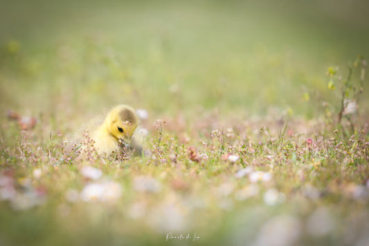 Poussins : photos au choix