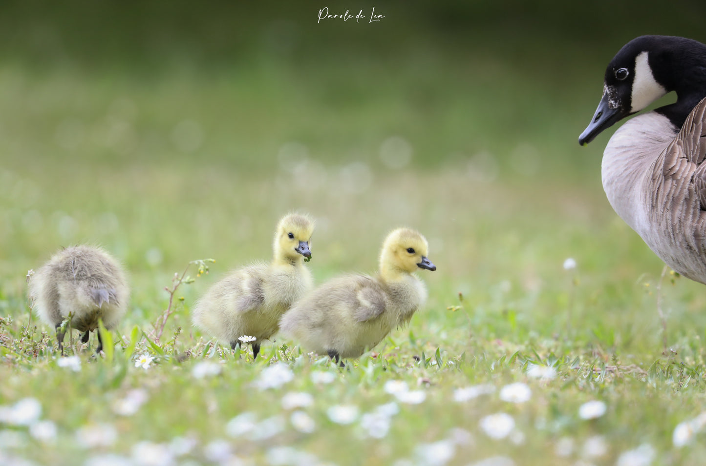 Poussins : photos au choix