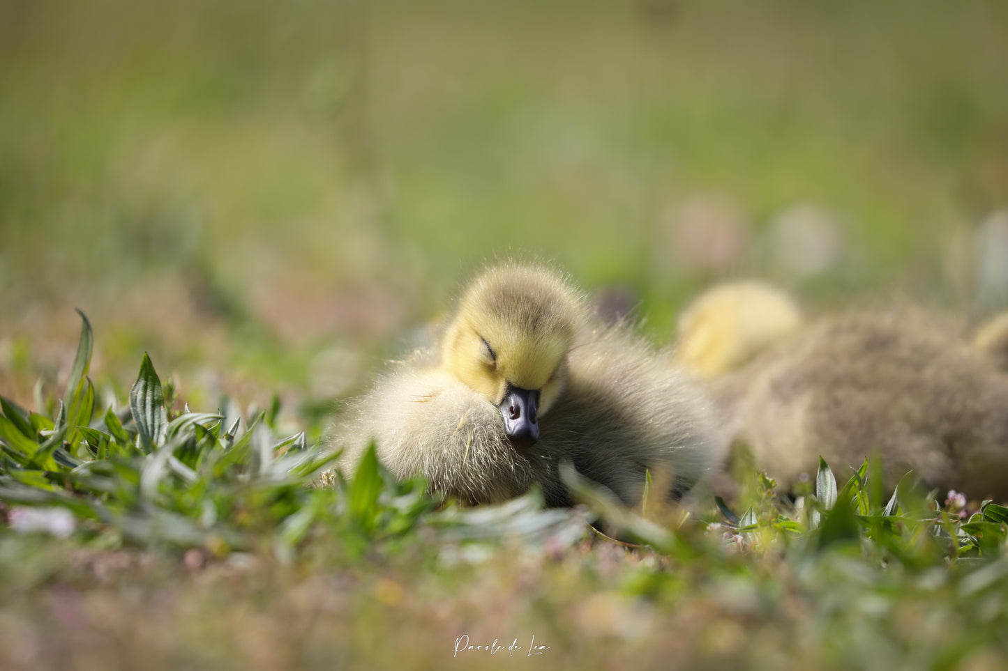 Poussins : photos au choix