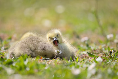 Poussins : photos au choix