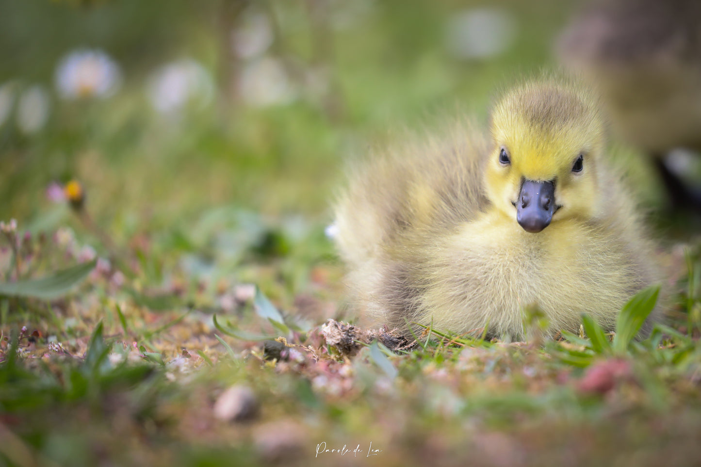 Poussins : photos au choix