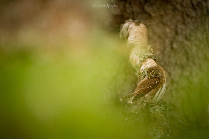 Photos du Festival de l'oiseau par Jonathan FERAUD