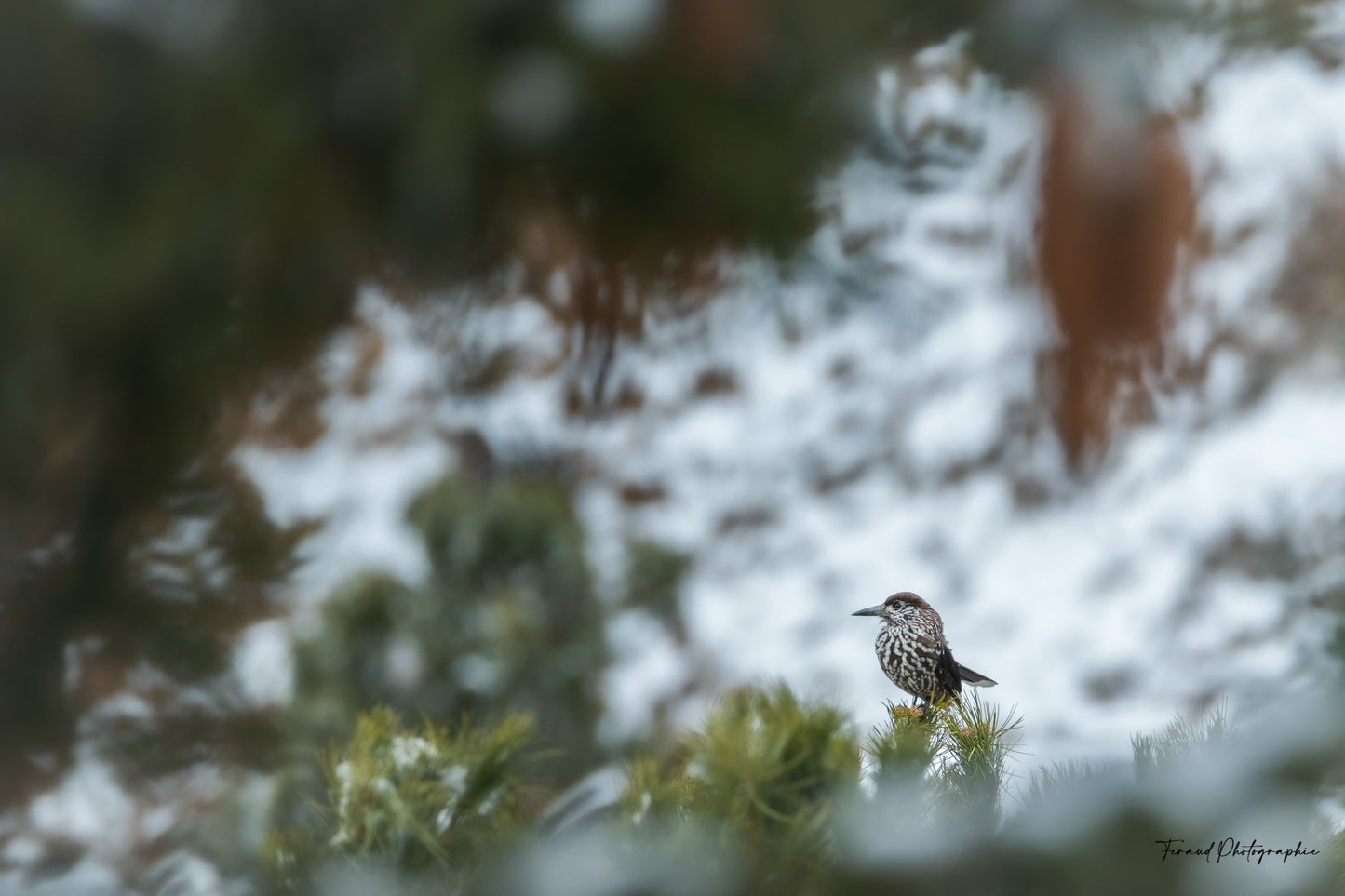 Photos du Festival de l'oiseau par Jonathan FERAUD