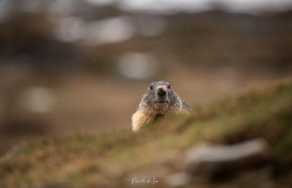 Marmottes : photos au choix