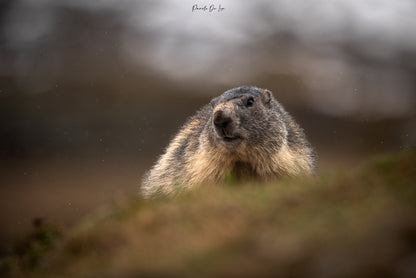 Marmottes : photos au choix