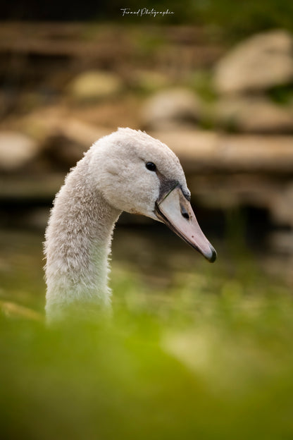 Photos hors expo prises au Tétras : 10 % reversés au Tétras Libre