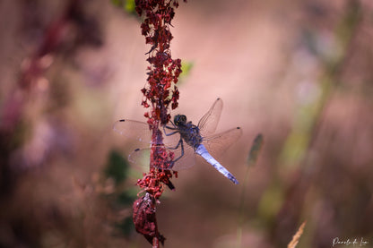 Libellules : Photos au choix