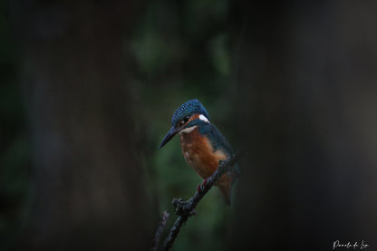 Martin-pêcheur d'Europe : photos au choix