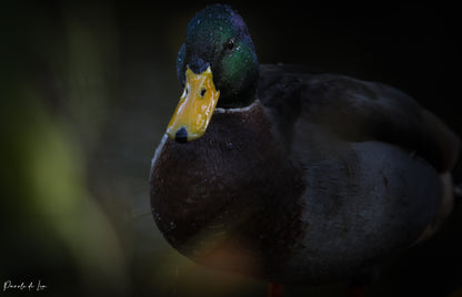 Canards colverts : photos au choix