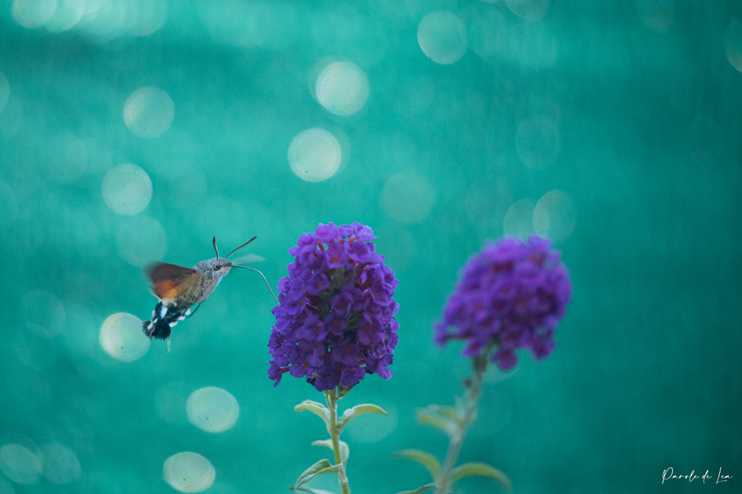 Papillons : photos au choix