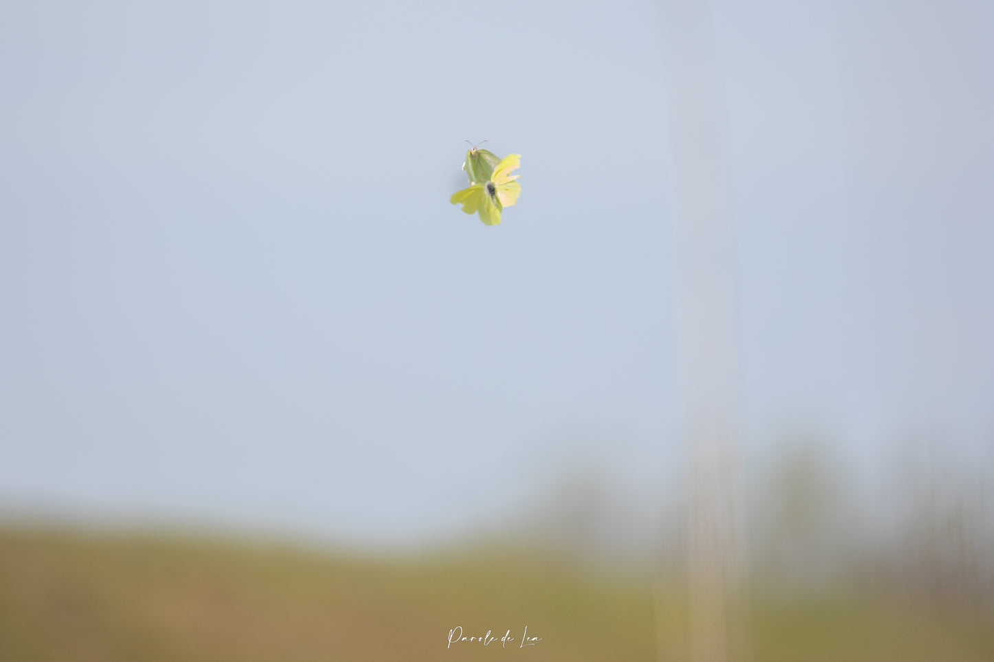 Papillons : photos au choix