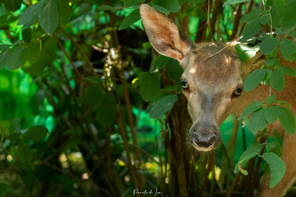 Faons : photos au choix - 10 % reversés pour aider la faune sauvage