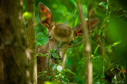 Faons : photos au choix - 10 % reversés pour aider la faune sauvage