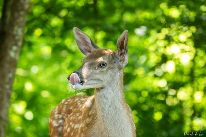 Faons : photos au choix - 10 % reversés pour aider la faune sauvage