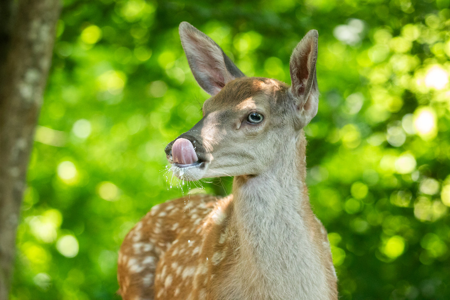 Photos hors expo prises au Tétras : 10 % reversés au Tétras Libre