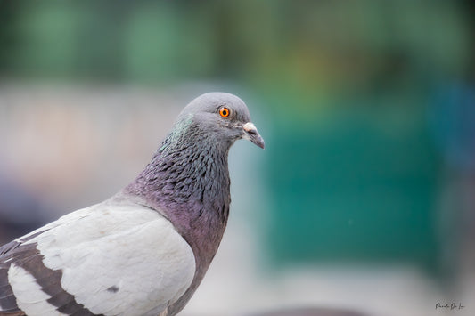 Pigeon