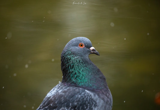 Pigeon sous la neige