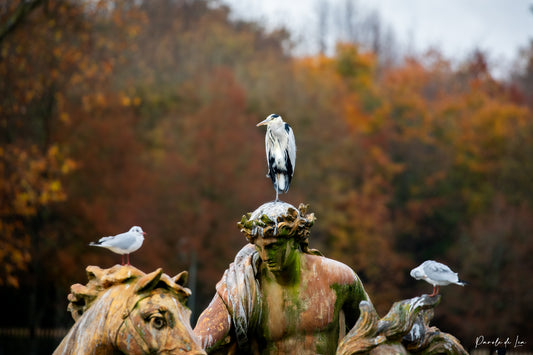 Les oiseaux impériaux