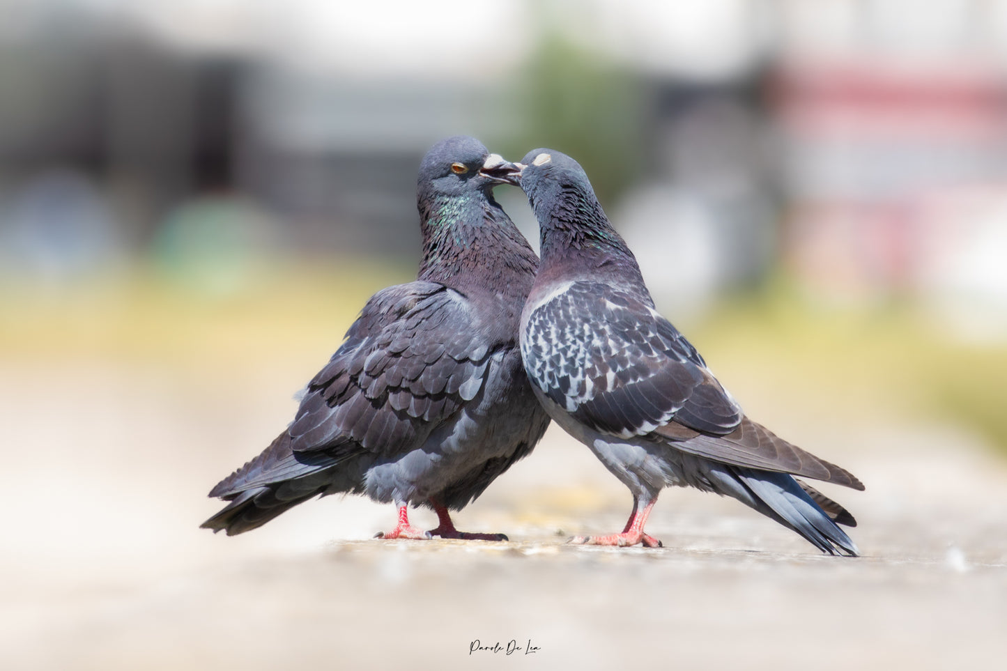 Pigeons