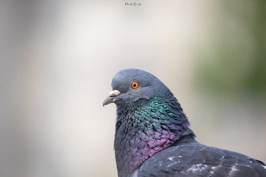 Pigeon