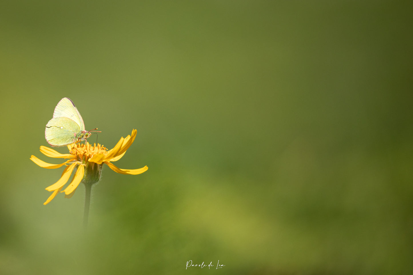 Papillons : photos au choix