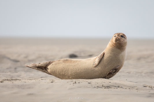 Phoque veau-marin