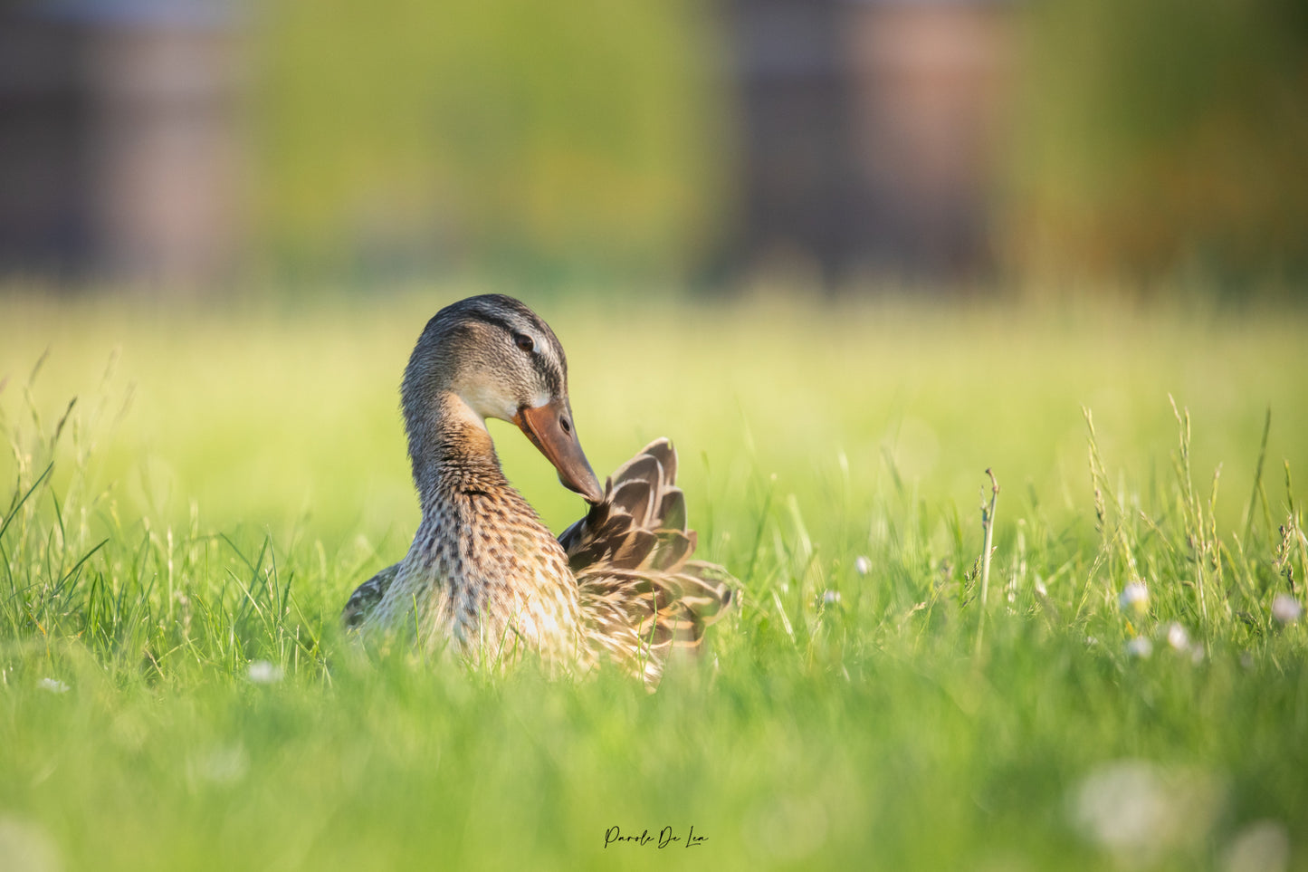 Canards colverts : photos au choix