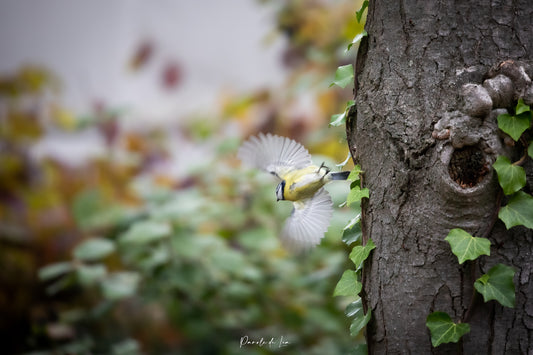 L'envol de la mésange bleue