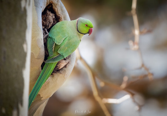 Perruches à collier : Photos au choix