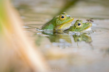 Grenouilles vertes : Photos au choix