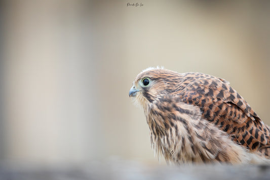 Faucon crécerelle (jeune)